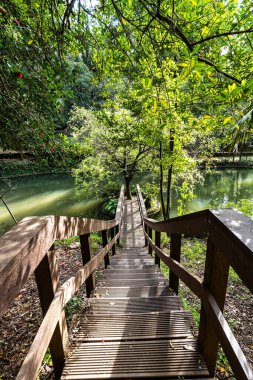 Büyük Göl, Büyük lago eski Bussaco Ulusal Ormanı 'nda, Luso' da, Aveiro Portekiz 'de, Avrupa' da