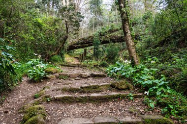 Büyük Göl, Büyük lago eski Bussaco Ulusal Ormanı 'nda, Luso' da, Aveiro Portekiz 'de, Avrupa' da