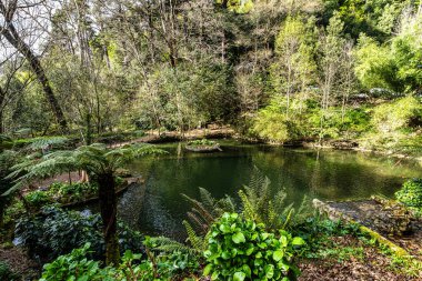 Little Lake, Lago Pequeno Bussaco Ulusal Ormanı 'nda, Luso' da, Aveiro Portekiz 'de, Avrupa' da