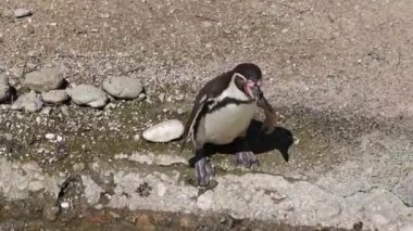 Humboldt pengueni, Spheniscus humboldti veya Perulu penguen