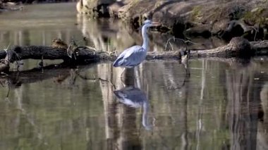 Gri balıkçıl, Ardea cinerea, düz bir gölde yüzen, tüylü tüyleri, büyük gagası, kafasının arkasında uzun tüyleri olan, vahşi doğadan bir sahne ile balık arayan büyük gri bir kuş.