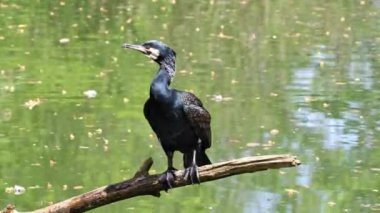 Kuzey yarımküre boyunca büyük siyah karabatak olarak bilinen büyük karabatak, Avustralya 'daki siyah karabatak ve Yeni Zelanda' nın daha güneyindeki siyah karabatak