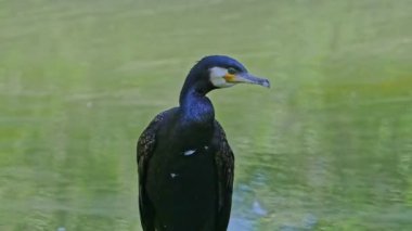 Kuzey yarımküre boyunca büyük siyah karabatak olarak bilinen büyük karabatak, Avustralya 'daki siyah karabatak ve Yeni Zelanda' nın daha güneyindeki siyah karabatak