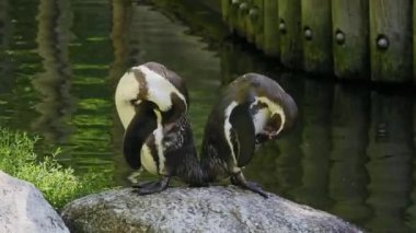 Humboldt pengueni, Spheniscus humboldti veya Perulu penguen