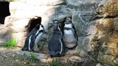 Humboldt pengueni, Spheniscus humboldti veya Perulu penguen