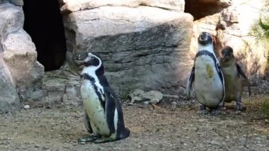 Humboldt pengueni, Spheniscus humboldti veya Perulu penguen