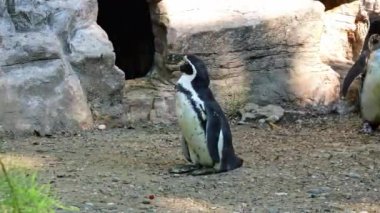 Humboldt pengueni, Spheniscus humboldti veya Perulu penguen