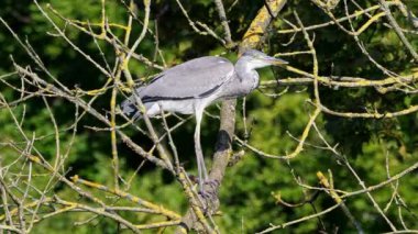 Gri balıkçıl, Ardea cinerea, ağaçta oturan büyük gri bir kuş, tüylü tüyler, büyük gagalı, başının arkasında uzun tüyler, vahşi doğadan bir sahne.