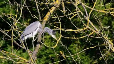 Gri balıkçıl, Ardea cinerea, ağaçta oturan büyük gri bir kuş, tüylü tüyler, büyük gagalı, başının arkasında uzun tüyler, vahşi doğadan bir sahne.