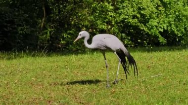 Grus paradisea, Güney Afrika 'ya özgü nesli tükenmekte olan bir kuş türü. Güney Afrika 'nın ulusal kuşudur.