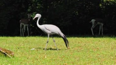 Grus paradisea, Güney Afrika 'ya özgü nesli tükenmekte olan bir kuş türü. Güney Afrika 'nın ulusal kuşudur.
