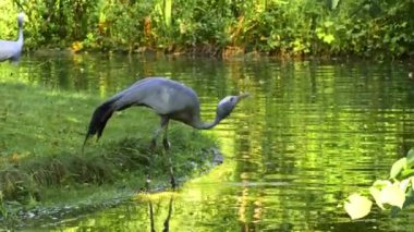 Grus paradisea, Güney Afrika 'ya özgü nesli tükenmekte olan bir kuş türü. Güney Afrika 'nın ulusal kuşudur.