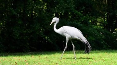 Grus paradisea, Güney Afrika 'ya özgü nesli tükenmekte olan bir kuş türü. Güney Afrika 'nın ulusal kuşudur.