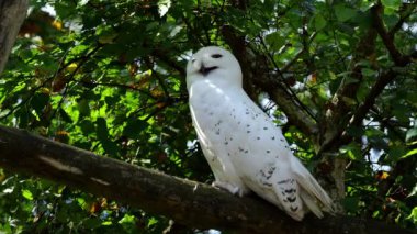 Karlı baykuş, Bubo skandiacus, Strigidae ailesinin kuşu. Sarı gözlü.