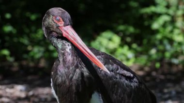 Kara leylek, Ciconia zencisi. Leylek familyasından büyük bir kuş.. 