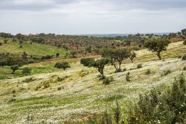 Beautiful landscape with wildflower meadows, rivers and waterfalls in Parque Natural do Vale do Guadiana, near Mertola, Portugal, Alentejo clipart