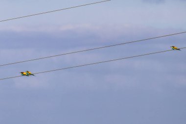 European bee-eater, Merops apiaster sitting on a power line at Parque Natural do Vale do Guadiana in Portugal, Europe clipart