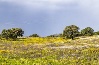 Mertola, Portekiz, Alentejo yakınlarındaki doğal do Vale do Guadiana 'da yabani çayırları, nehirleri ve şelaleleri olan güzel bir manzara.