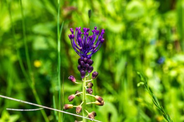 Portekiz, Avrupa 'daki Algarve bölgesinde bulunan Gioes yakınlarındaki Vascao nehri boyunca yürüyüş yapmak.