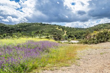 Portekiz, Avrupa 'daki Algarve bölgesinde bulunan Gioes yakınlarındaki Vascao nehri boyunca yürüyüş yapmak.