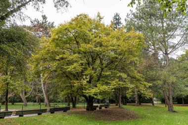 Münih, Bavyera, Almanya 'daki Olimpik Park yakınlarındaki Luitpold parkının sonbahar manzarası