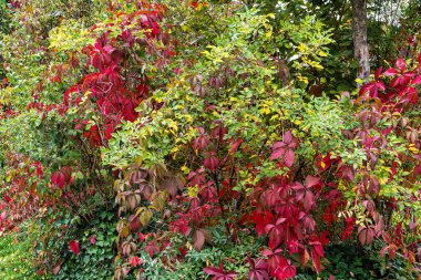 Autumn view of the Luitpold park, located near the Olympic Park in Munich, Bavaria, Germany clipart