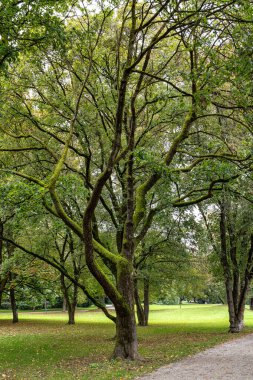 Münih, Bavyera, Almanya 'daki Olimpik Park yakınlarındaki Luitpold parkının sonbahar manzarası