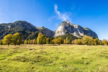 Ahornboden 'daki akçaağaç ağaçlarının sonbahar manzarası, Karwendel dağları, Tyrol, Avusturya