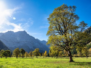 Ahornboden 'daki akçaağaç ağaçlarının sonbahar manzarası, Karwendel dağları, Tyrol, Avusturya