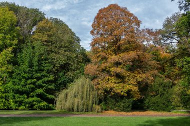 Münih 'in ünlü dinlenme yeri Englischer Garten' da altın sonbahar manzarası. Düşmüş yaprakları ve altın güneş ışığı olan İngiliz bahçesi. Munchen, Bavyera, Almanya