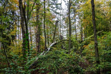 Autumn view at Bernrieder Park on Lake Starnberg, Bavaria, Upper Bavaria, Germany, Europe clipart