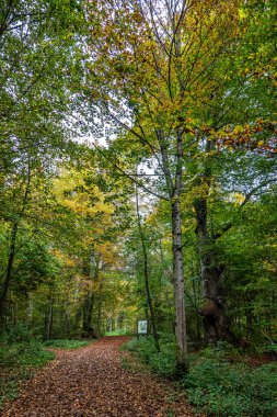 Starnberg Gölü, Bavyera 'daki Bernrieder Parkı' nda sonbahar manzarası, Yukarı Bavyera, Almanya, Avrupa