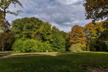 Münih 'in ünlü dinlenme yeri Englischer Garten' da altın sonbahar manzarası. Düşmüş yaprakları ve altın güneş ışığı olan İngiliz bahçesi. Munchen, Bavyera, Almanya