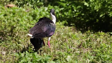 Saman boyunlu Ibis, Threskiornis spinicollis, Threskiornithidae familyasından bir kuş türü.. 
