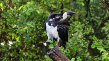 Saman boyunlu Ibis, Threskiornis spinicollis, Threskiornithidae familyasından bir kuş türü.. 