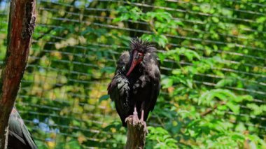 Kuzey Kel aynak, inzivaya çekilmiş aynak veya waldrapp lat.Geronticus eremita, kısır, yarı çöl veya kayalık yaşam alanlarında genellikle akan sulara yakın yerlerde bulunan bir göçmen kuşdur..