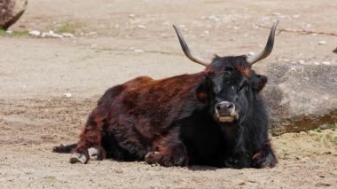 Bos Primigenius Taurus, soyu tükenmiş yaban öküzlerine benzediğini iddia etti. Evcil dağlık sığırlar