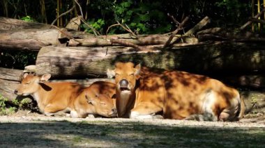 Banteng, Bos javanicus veya Red Bull. Vahşi bir sığır türüdür ama sığır ve bizondan farklı kilit özellikler vardır: hem erkek hem de dişilerde beyaz bir şerit..