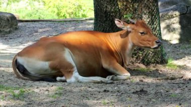 Banteng, Bos javanicus veya Red Bull. Vahşi bir sığır türüdür ama sığır ve bizondan farklı kilit özellikler vardır: hem erkek hem de dişilerde beyaz bir şerit..