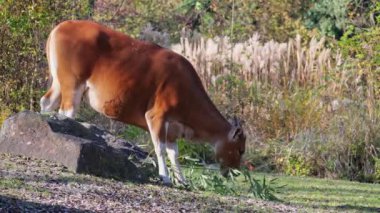 Banteng, Bos javanicus veya Red Bull. Vahşi bir sığır türüdür ama sığır ve bizondan farklı kilit özellikler vardır: hem erkek hem de dişilerde beyaz bir şerit..