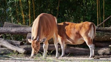 Banteng, Bos javanicus veya Red Bull. Vahşi bir sığır türüdür ama sığır ve bizondan farklı kilit özellikler vardır: hem erkek hem de dişilerde beyaz bir şerit..