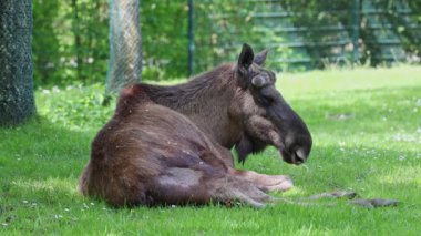 Geyik ya da geyik, Alces Alces geyik familyasındaki en büyük türdür. Geyikler, erkeklerin geniş, düz ya da palmat boynuzlarıyla ayırt edilir..