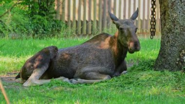 Geyik ya da geyik, Alces Alces geyik familyasındaki en büyük türdür. Geyikler, erkeklerin geniş, düz ya da palmat boynuzlarıyla ayırt edilir..