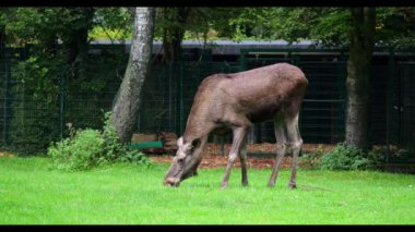 Geyik ya da geyik, Alces Alces geyik familyasındaki en büyük türdür. Geyikler, erkeklerin geniş, düz ya da palmat boynuzlarıyla ayırt edilir..