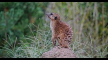 Meerkat, Suricata suricatta bir taşın üzerinde oturuyor ve uzaklığa bakıyor.