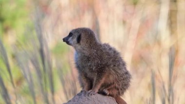 Meerkat, Suricata suricatta bir taşın üzerinde oturuyor ve uzaklığa bakıyor.