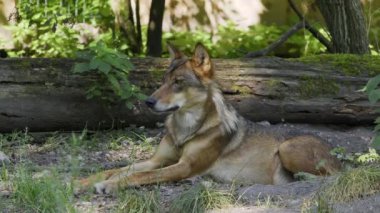 Kurt, gri kurt ya da kereste kurdu olarak da bilinen, Avrasya ve Kuzey Amerika 'nın vahşi ve uzak bölgelerinde yaşayan bir köpek türüdür..