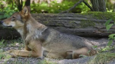 Kurt, gri kurt ya da kereste kurdu olarak da bilinen, Avrasya ve Kuzey Amerika 'nın vahşi ve uzak bölgelerinde yaşayan bir köpek türüdür..