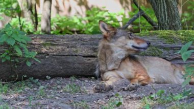 Kurt, gri kurt ya da kereste kurdu olarak da bilinen, Avrasya ve Kuzey Amerika 'nın vahşi ve uzak bölgelerinde yaşayan bir köpek türüdür..