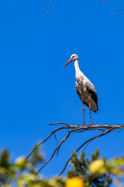 Beyaz Leylekler, Ciconia Ciconia Povoa e Meadas Barajı Castelo de Vide, Portekiz Alentejo